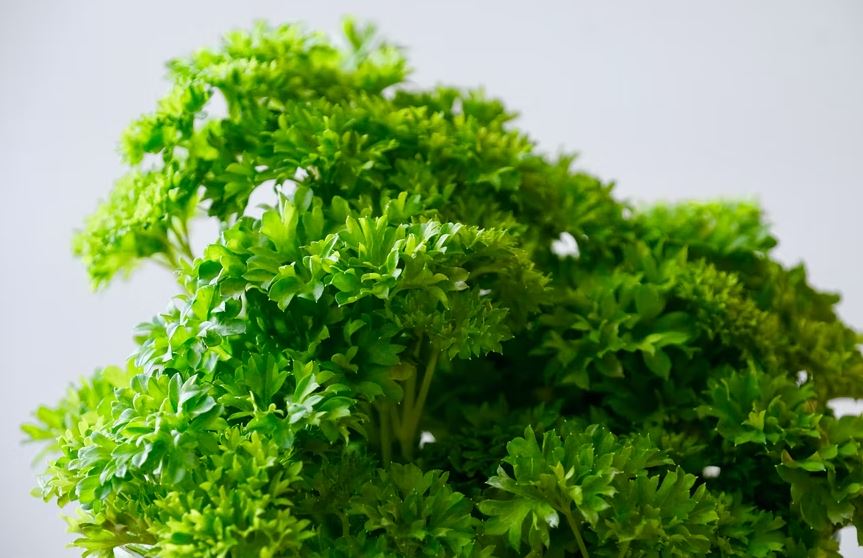 Parsley