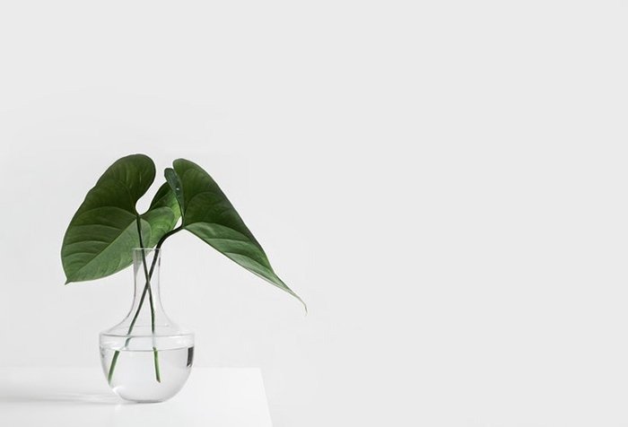 a minimalist photo of a plant in a glass vase