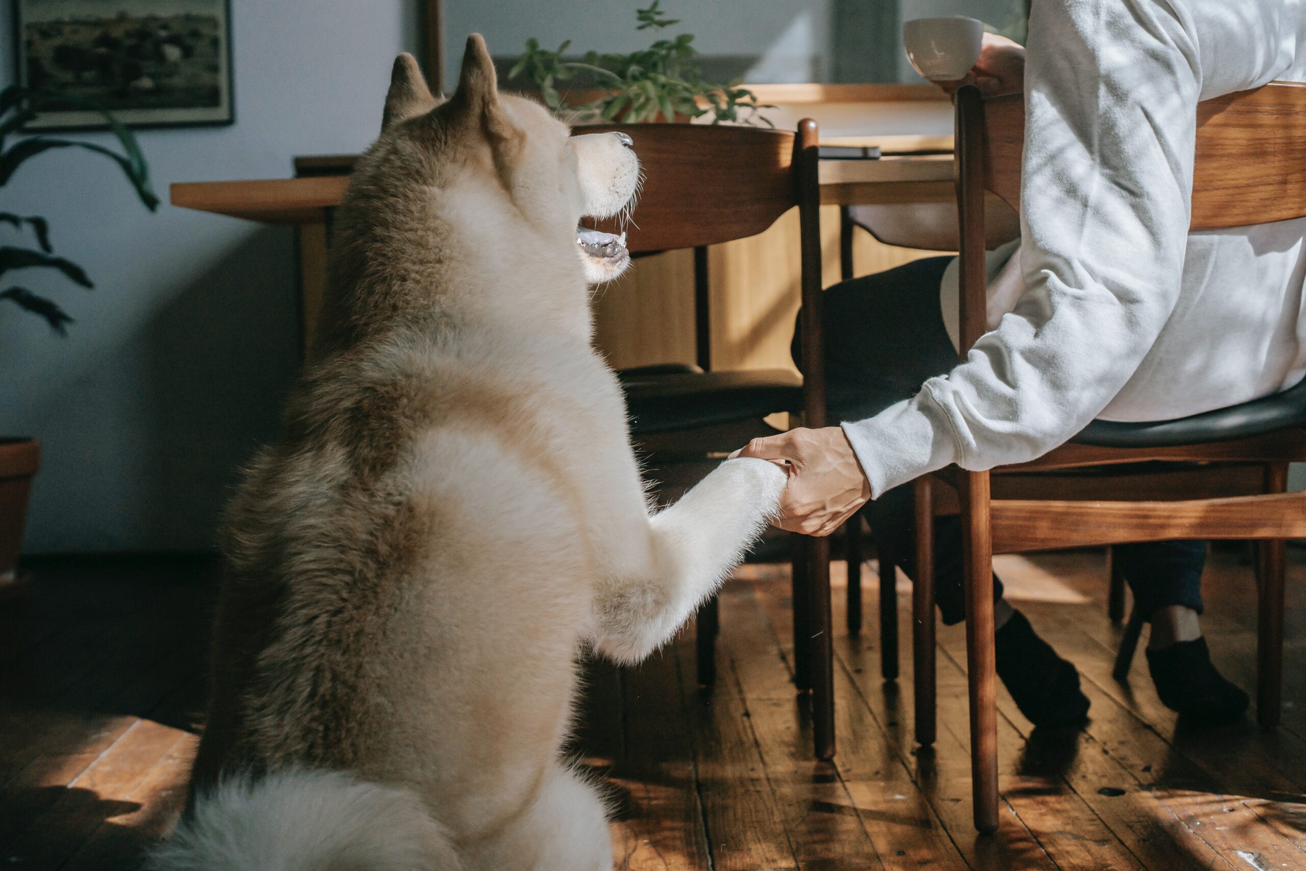 A dog giving paw to owner 